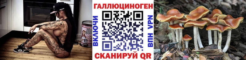 цена   Павловск  Галлюциногенные грибы Psilocybine cubensis 